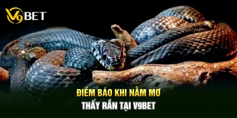 Điềm báo khi nằm mơ thấy rắn tại V9BET